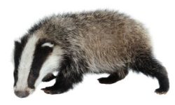 badger