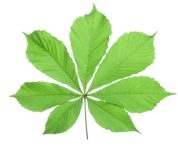 Single horse chestnut leaf isolated on white